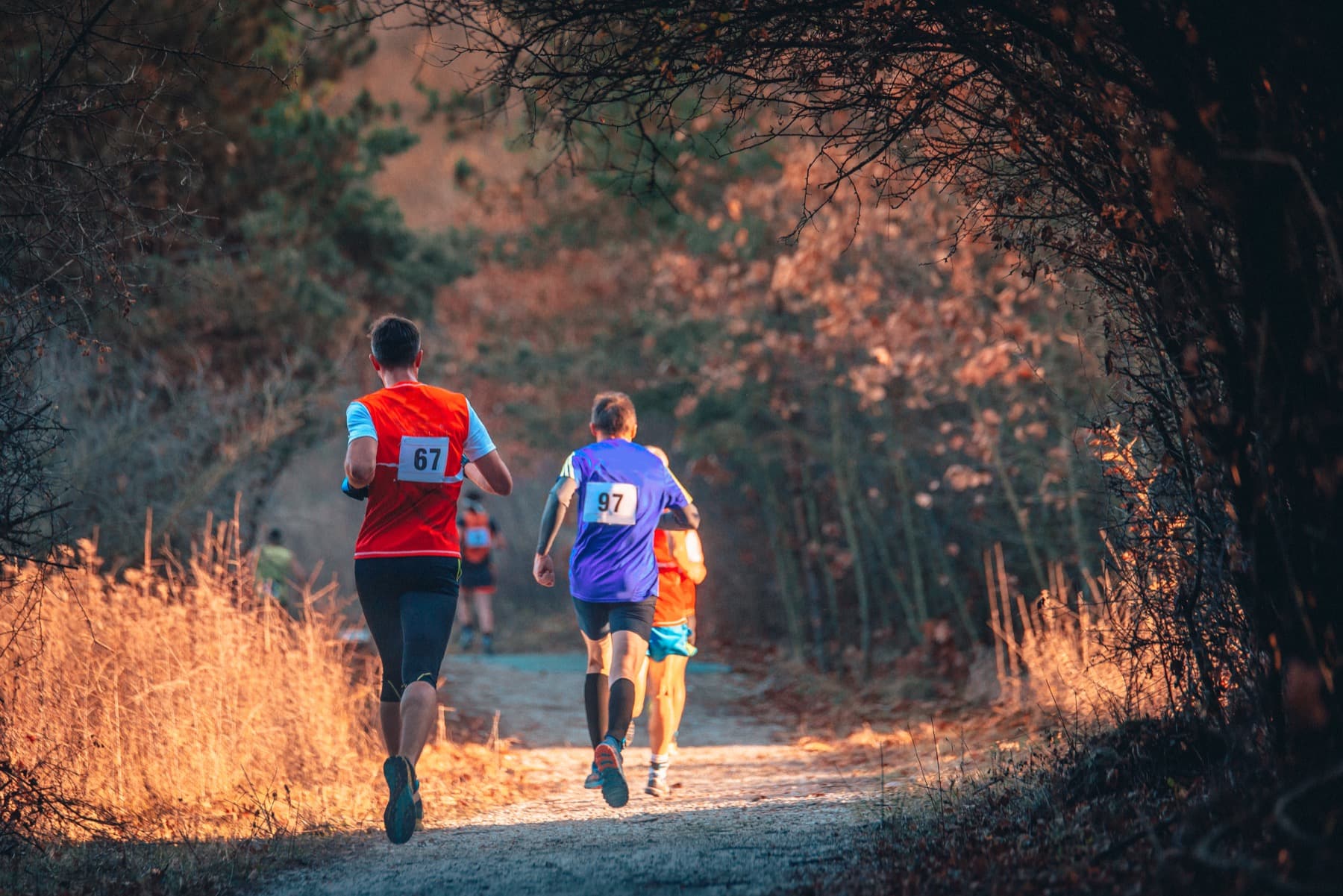 Runners wearing race numbers on a cross-country course